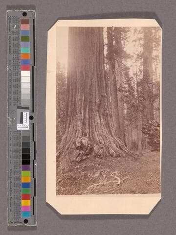 George Washington and Eagle's Wing. Mammoth Tree Grove, Calaveras Co., Cal