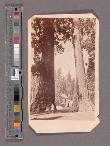 The Sentinels. Mammoth Tree Grove, Calaveras Co., Cal