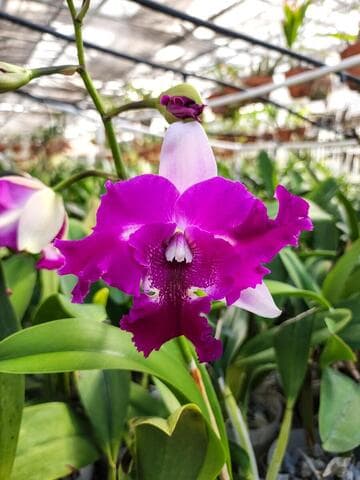 Cattleya Mari's Song 'CTM 317' x Laelia anceps 'Gigas'