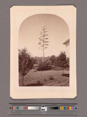Century plant, res. of A. N. Carter, San Gabriel