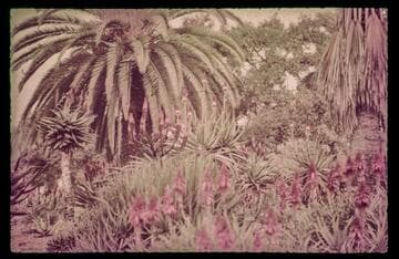 Image of aloes and palms at the Huntington Botanical Gardens