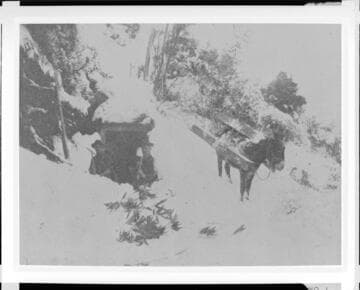 A construction crew and mule in a winter storm during the construction of Santa Ana River #1 Hydro Plant