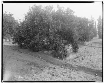 Eagle-Bell Transmission Line - Forest Fire above Altadena