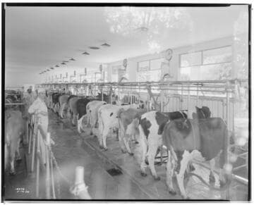 Arden Dairy