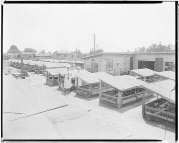 P2 - Poultry - The Pines Poultry Ranch