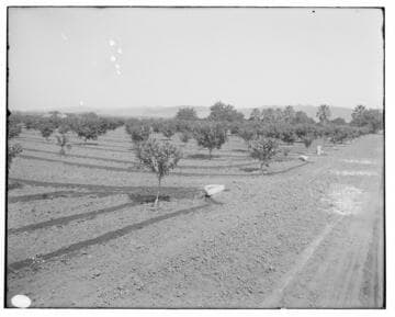 Method of Irrigation - young lemon grove