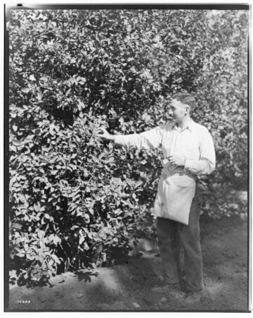 I1 - Insectary - Santa Paula