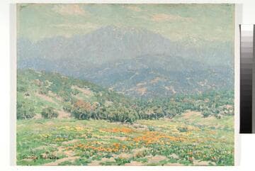 California Poppies
