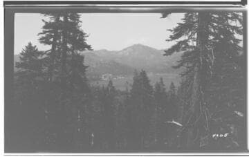 Meadow visible over the tops of pine trees in forest