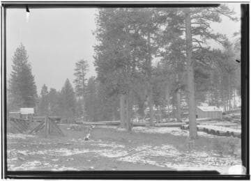 Stageing area in forest for penstock pipe for PH #2