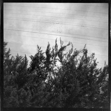 Vegetation growing too close to overhead power lines