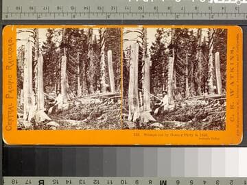 133. Stumps cut by Donner Party in 1846, Summit Valley