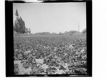 The Farm on the river bottom, San Antonio Rancho, Gov. H.T. Gage