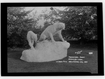 Prehistoric great American lions, La Brea Pits, Hollywood, Cal.[i.e. Los Angeles]