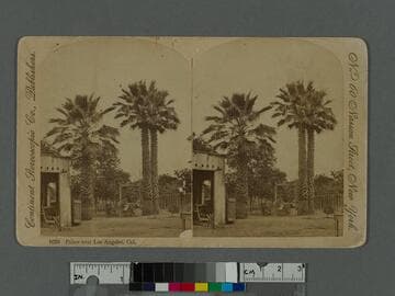 Palms near Los Angeles, Cal