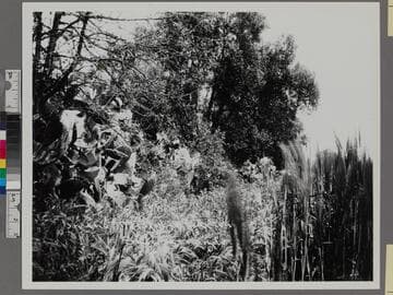 In the Mission Garden. San Fernando