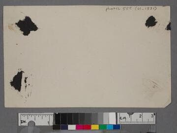 Palm tree and fence, Palisades Park