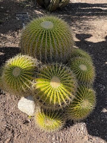 Echinocactus grusonii