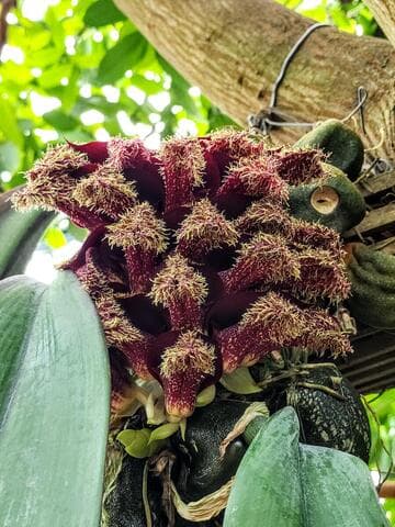 Bulbophyllum phalaenopsis