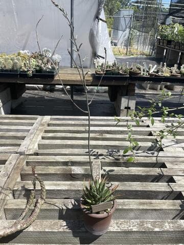 Haworthia marginata 'Uitewaal'