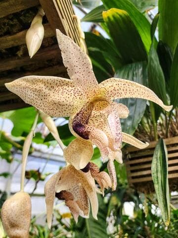Stanhopea platyceras 'Huntington's Pterodactyl' AM/AOS