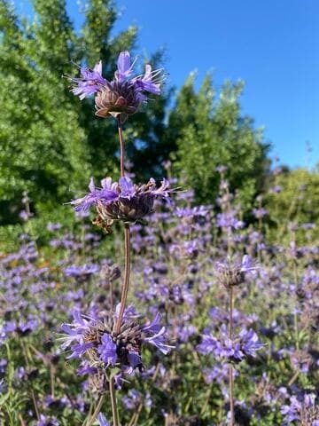 Salvia clevelandii