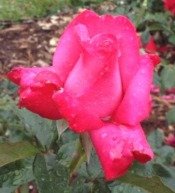 Rosa 'Elizabeth Taylor'