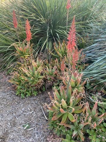 Aloe 'William Hertrich'