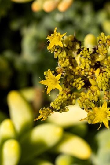 Sedum pachyphyllum