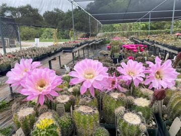 Echinopsis 'Spring Symphony'