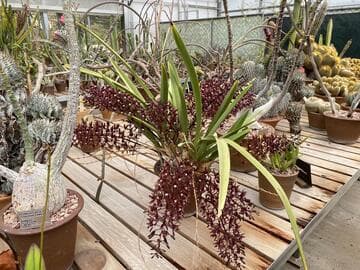 Cymbidium canaliculatum