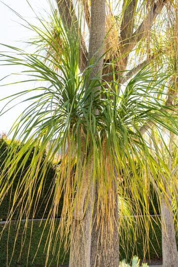 Beaucarnea recurvata