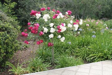 Rosa 'Iceberg and Burgundy'