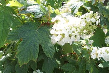 Hydrangea quercifolia 'Alison'
