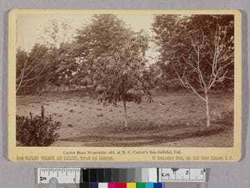 Castor Bean 10 months old at N.C. Carter's San Gabriel Valley