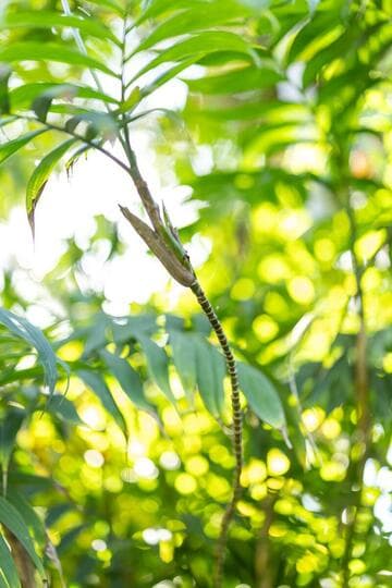 Chamaedorea microspadix