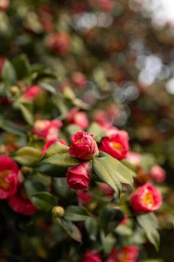 Camellia japonica 'R. L. Wheeler'