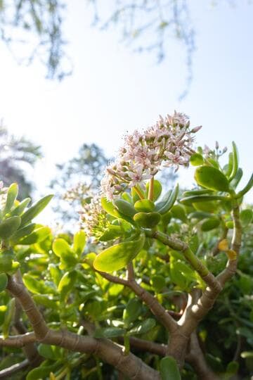 Crassula ovata 'Pink Beauty'