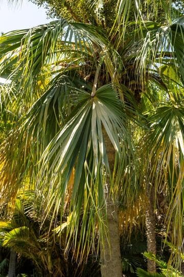 Livistona chinensis