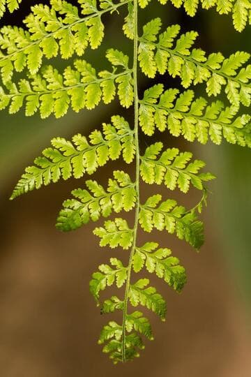 Dennstaedtia cicutaria