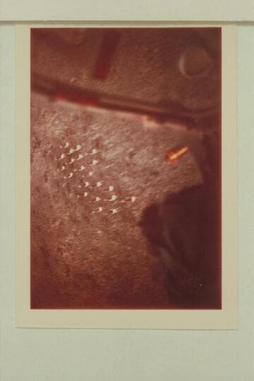 American pronghorn running from the helicopter on the mesa between Mile 223 and Grand Canyon Caverns