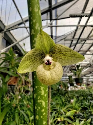 Paphiopedilum malipoense '#2'