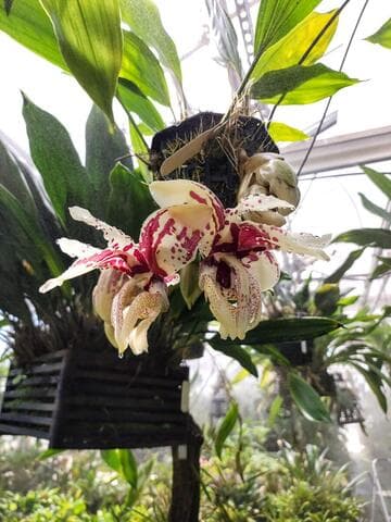 Stanhopea tigrina