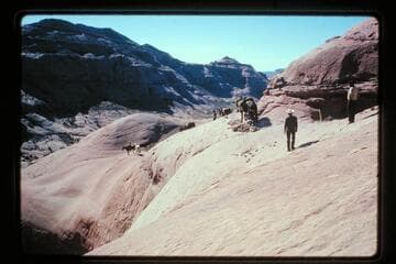 Stock on ledge betwen Moepitz Airfield and basin north of Sid Whiskers Butte