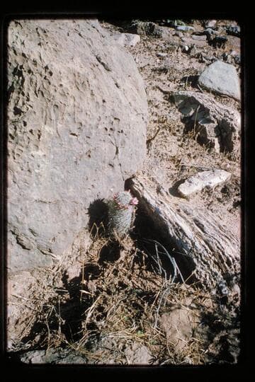 Cactus in Three Springs Canyon