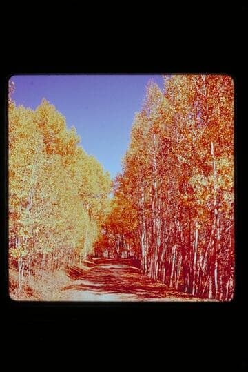 Fall foliage; upper Water pocket