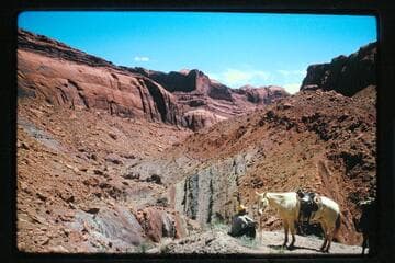 At uranium mine in Miller's Canyon, tributary to Halls Creek
