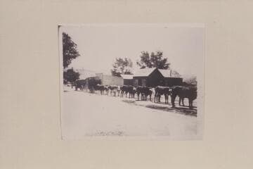 Spencer ox teams hauling out of Marysvale for Pahreah