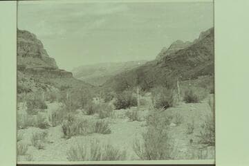Down Peach Springs Wash from the spring at the end of the road
