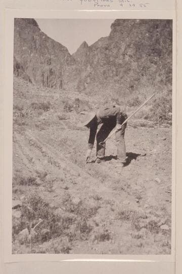 Israel Hoyt Chamberlain gardening near Camp Rust; Bright Angel Creek, Grand Canyon